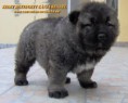 /album/kepgaleria-kelet-rettegett-kanja-back/back-14-jpg/